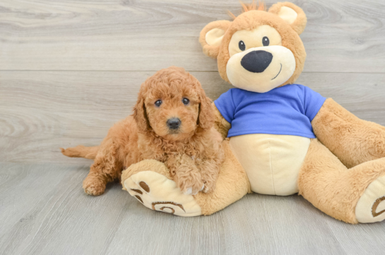 Best Mini Goldendoodle Baby