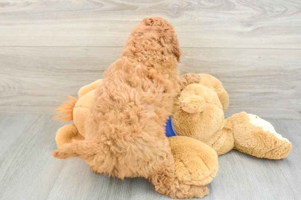 Hypoallergenic Mini Goldiepoo Poodle Mix Puppy