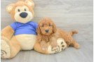 Mini Goldendoodle Pup Being Cute
