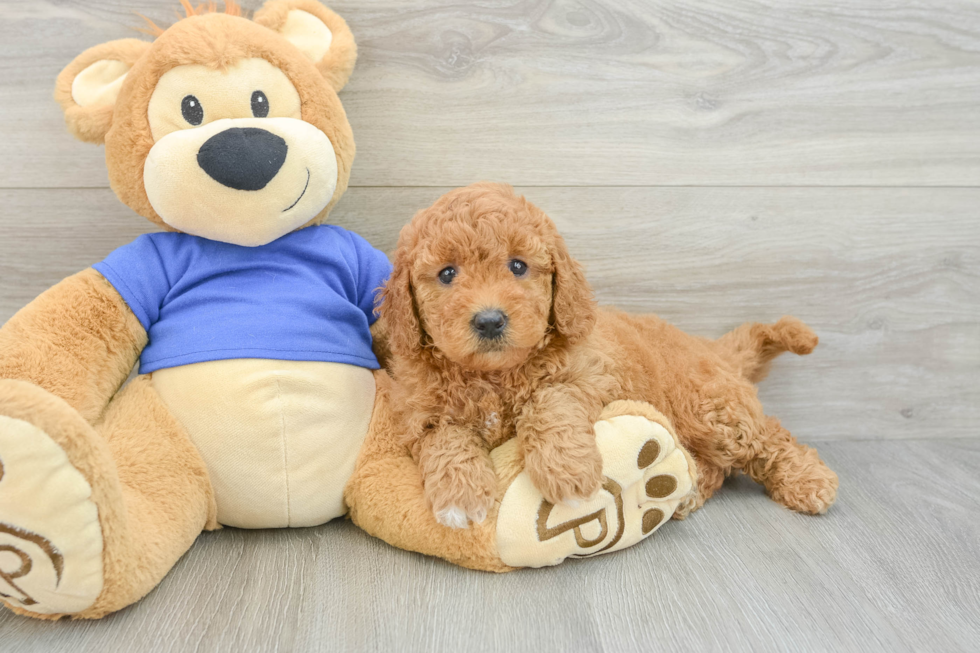 Mini Goldendoodle Pup Being Cute