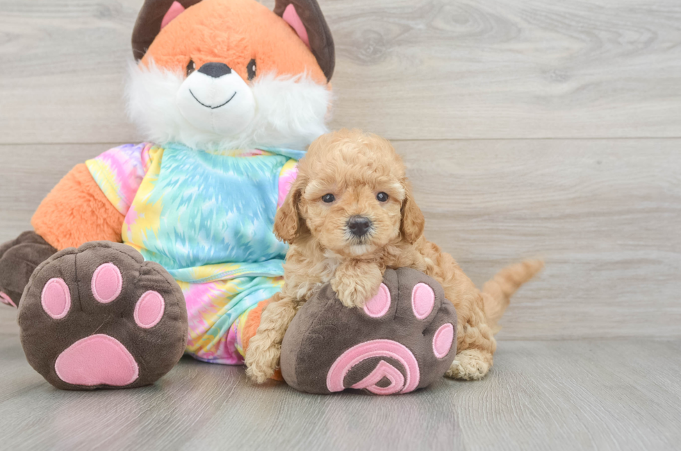 5 week old Mini Goldendoodle Puppy For Sale - Florida Fur Babies