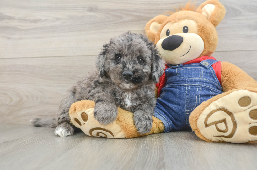 5 week old Mini Goldendoodle Puppy For Sale - Florida Fur Babies
