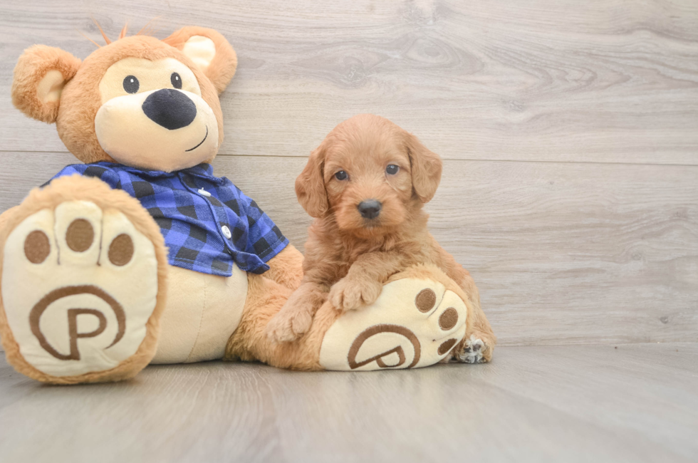 5 week old Mini Goldendoodle Puppy For Sale - Florida Fur Babies