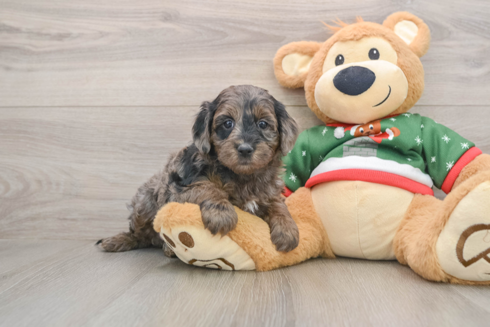 Mini Goldendoodle Pup Being Cute