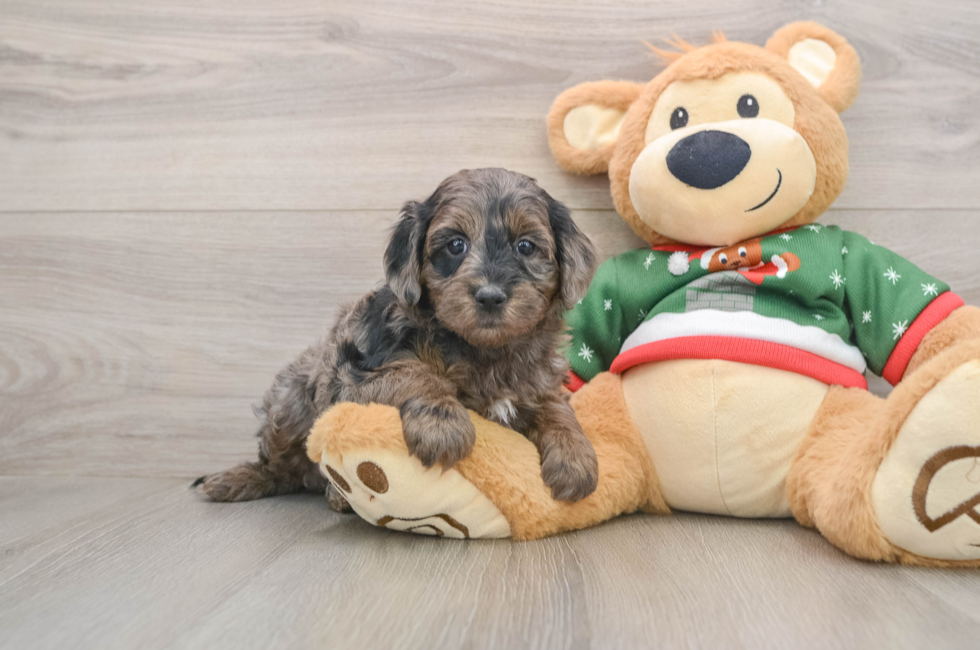 5 week old Mini Goldendoodle Puppy For Sale - Florida Fur Babies