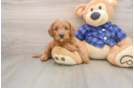 Mini Goldendoodle Puppy for Adoption