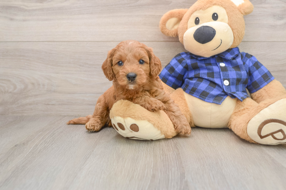 Mini Goldendoodle Puppy for Adoption