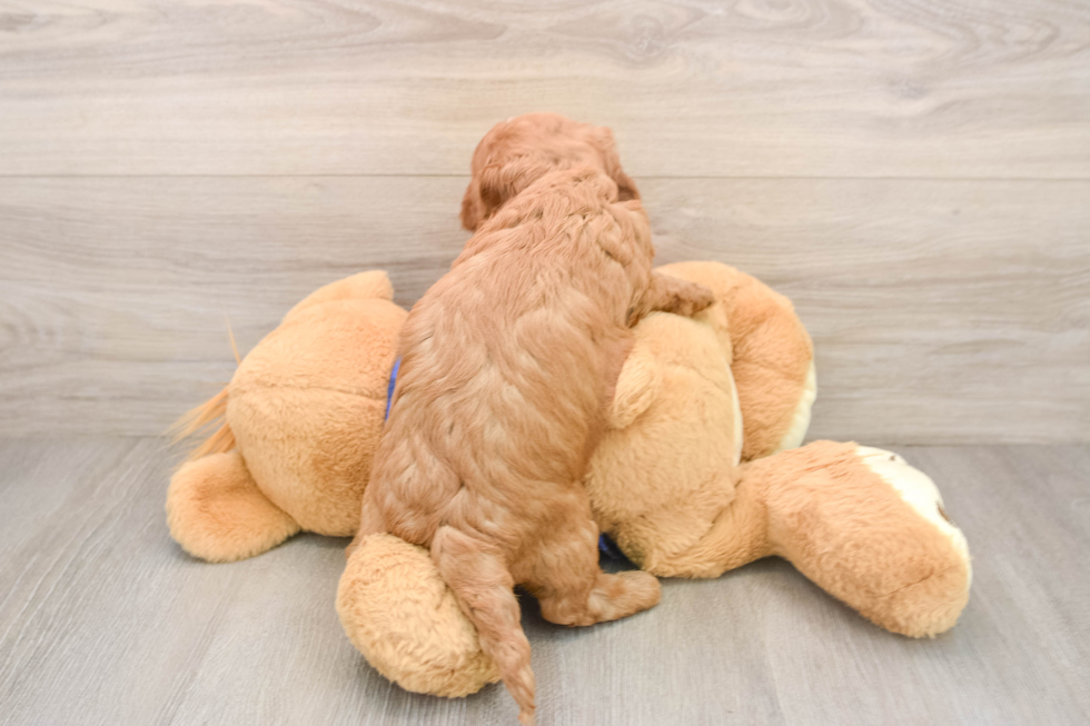 Mini Goldendoodle Pup Being Cute