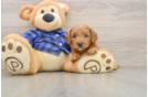 Happy Mini Goldendoodle Baby