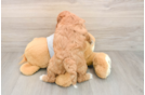 Mini Goldendoodle Puppy for Adoption