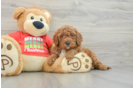 Mini Goldendoodle Puppy for Adoption