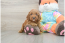 Mini Goldendoodle Pup Being Cute