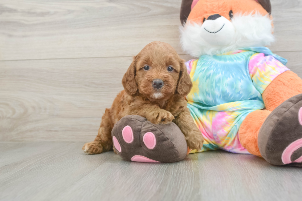 Mini Goldendoodle Pup Being Cute