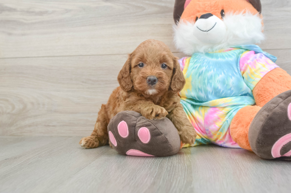 5 week old Mini Goldendoodle Puppy For Sale - Florida Fur Babies