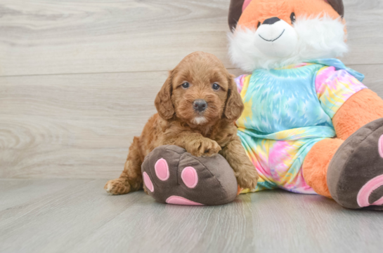 Mini Goldendoodle Pup Being Cute