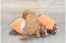 Best Mini Goldendoodle Baby