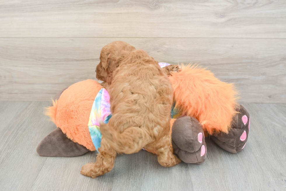 Best Mini Goldendoodle Baby