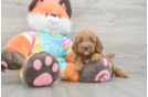 Mini Goldendoodle Pup Being Cute