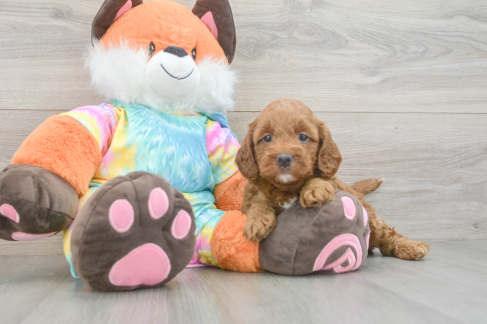 Mini Goldendoodle Pup Being Cute