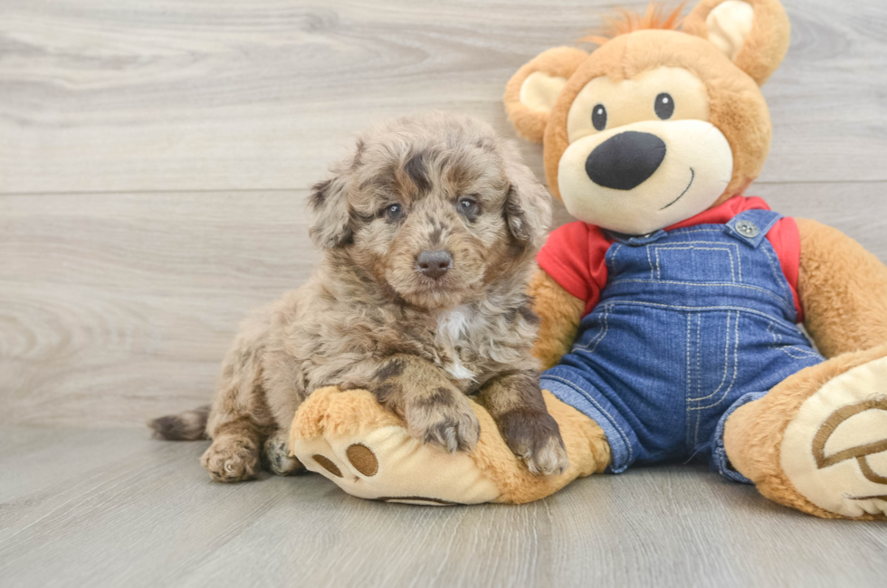 5 week old Mini Goldendoodle Puppy For Sale - Florida Fur Babies