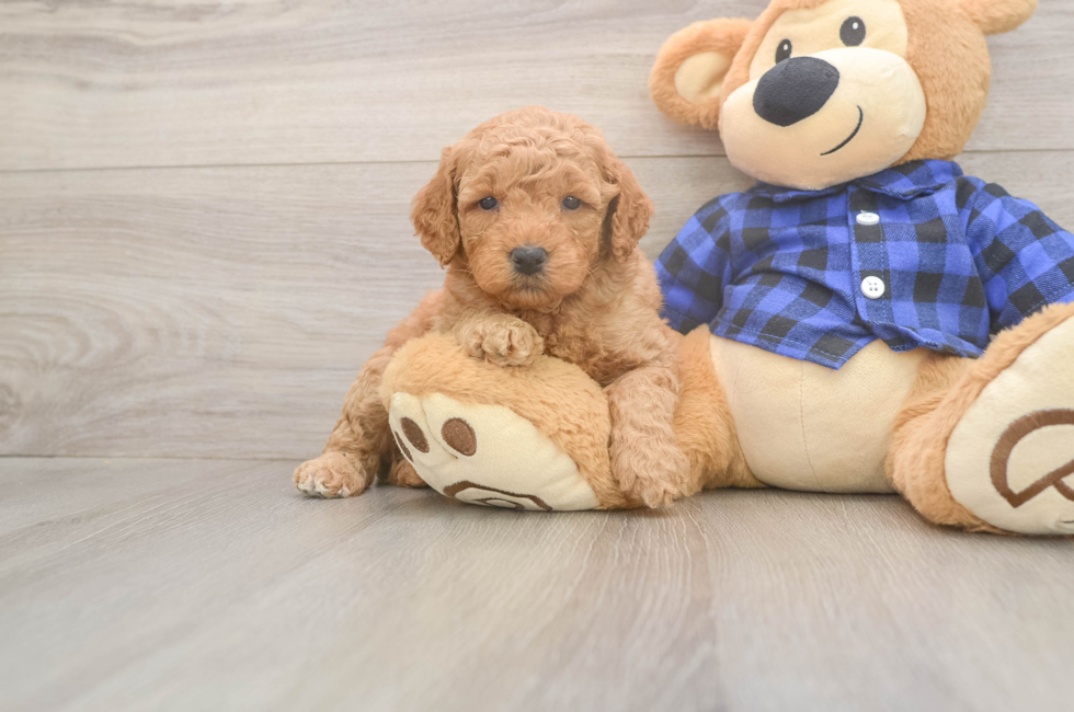5 week old Mini Goldendoodle Puppy For Sale - Florida Fur Babies