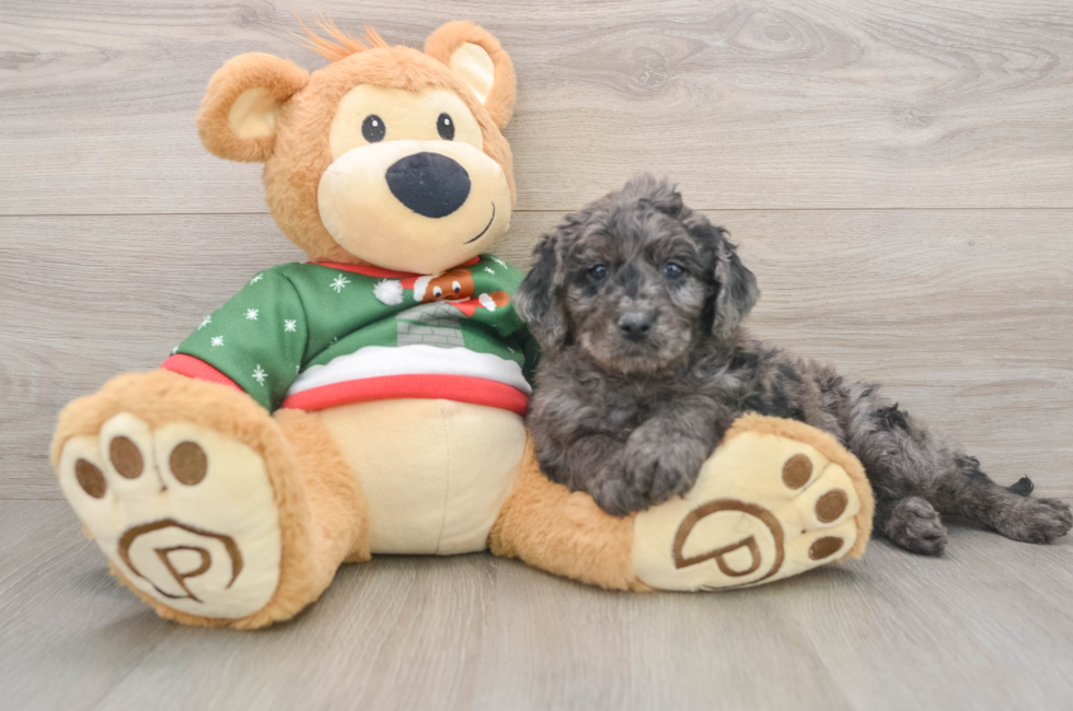 5 week old Mini Goldendoodle Puppy For Sale - Florida Fur Babies