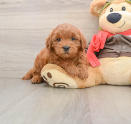 6 week old Mini Goldendoodle Puppy For Sale - Florida Fur Babies