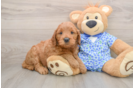 Petite Mini Goldendoodle Poodle Mix Pup