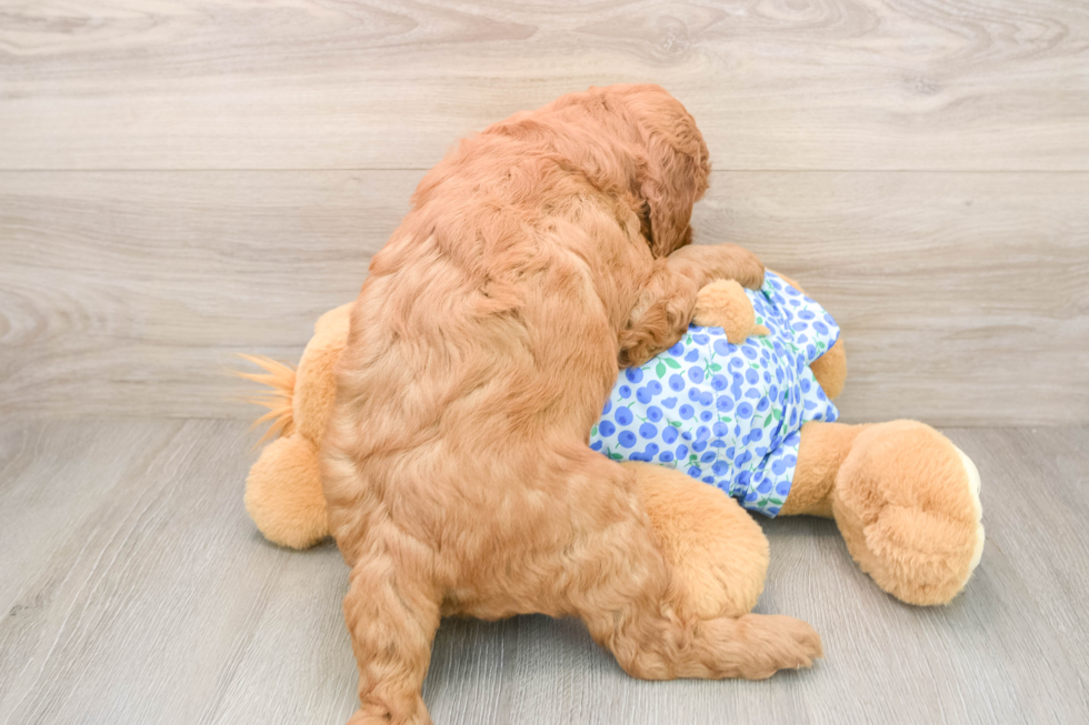 Best Mini Goldendoodle Baby