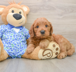 5 week old Mini Goldendoodle Puppy For Sale - Florida Fur Babies