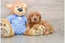 Best Mini Goldendoodle Baby