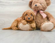 8 week old Mini Goldendoodle Puppy For Sale - Florida Fur Babies