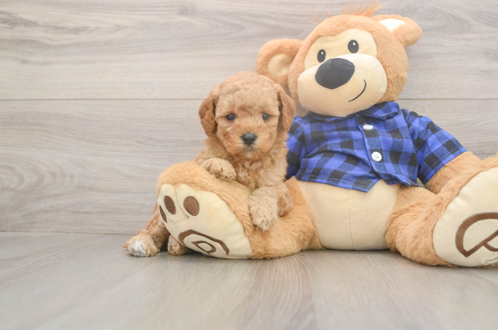 5 week old Mini Goldendoodle Puppy For Sale - Florida Fur Babies