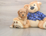 7 week old Mini Goldendoodle Puppy For Sale - Florida Fur Babies 7 week old Mini Goldendoodle Puppy For Sale - Florida Fur Babies