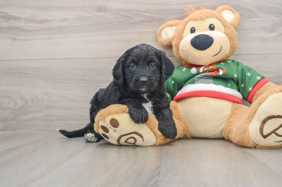 5 week old Mini Goldendoodle Puppy For Sale - Florida Fur Babies