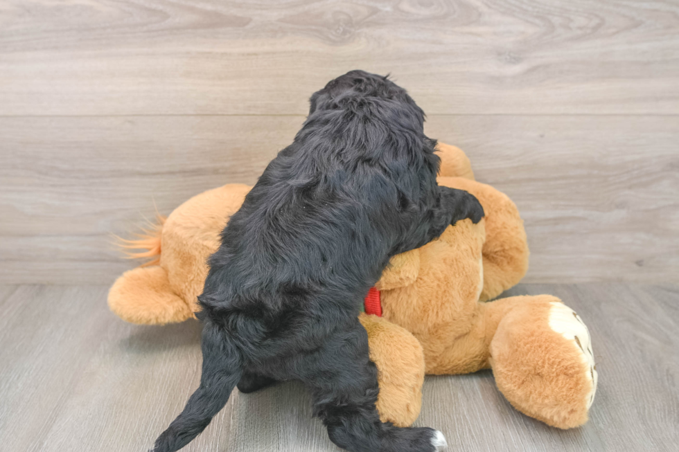 Mini Goldendoodle Puppy for Adoption