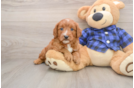 Best Mini Goldendoodle Baby
