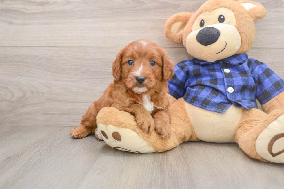 Best Mini Goldendoodle Baby