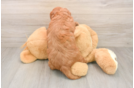 Smart Mini Goldendoodle Poodle Mix Pup
