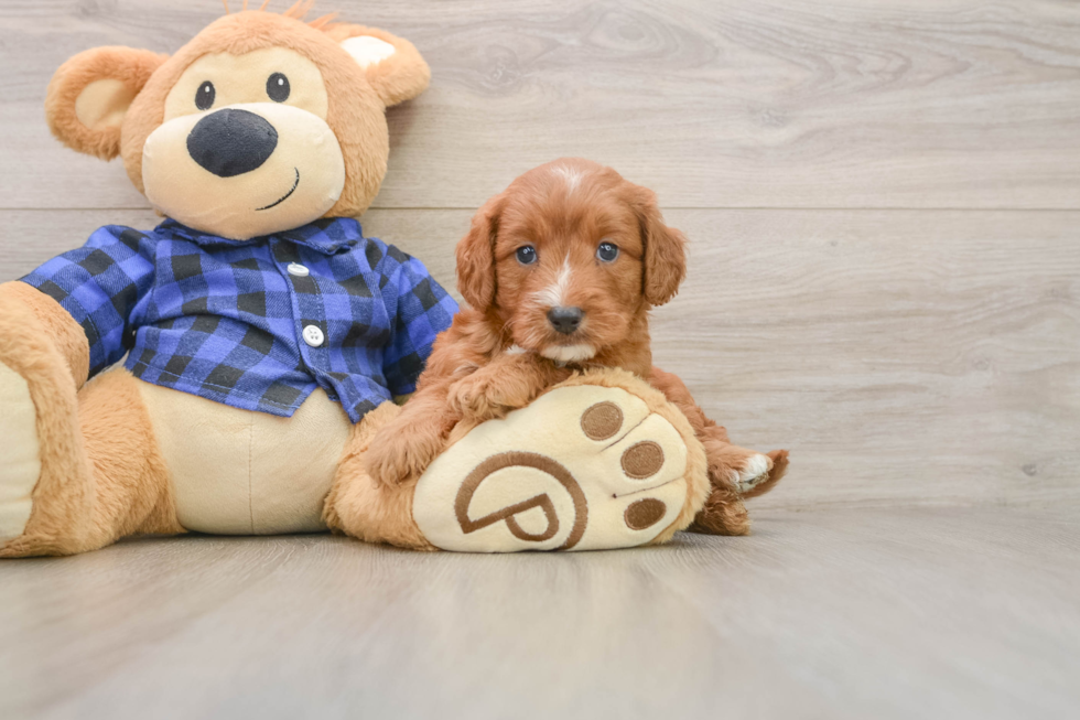Mini Goldendoodle Puppy for Adoption