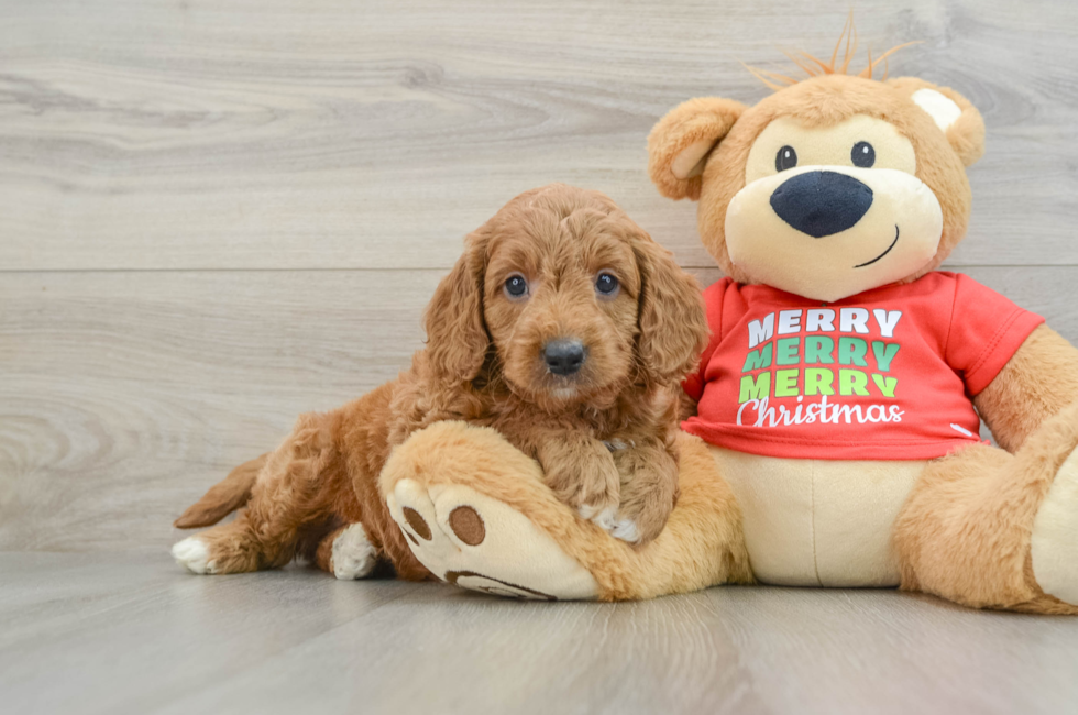 5 week old Mini Goldendoodle Puppy For Sale - Florida Fur Babies