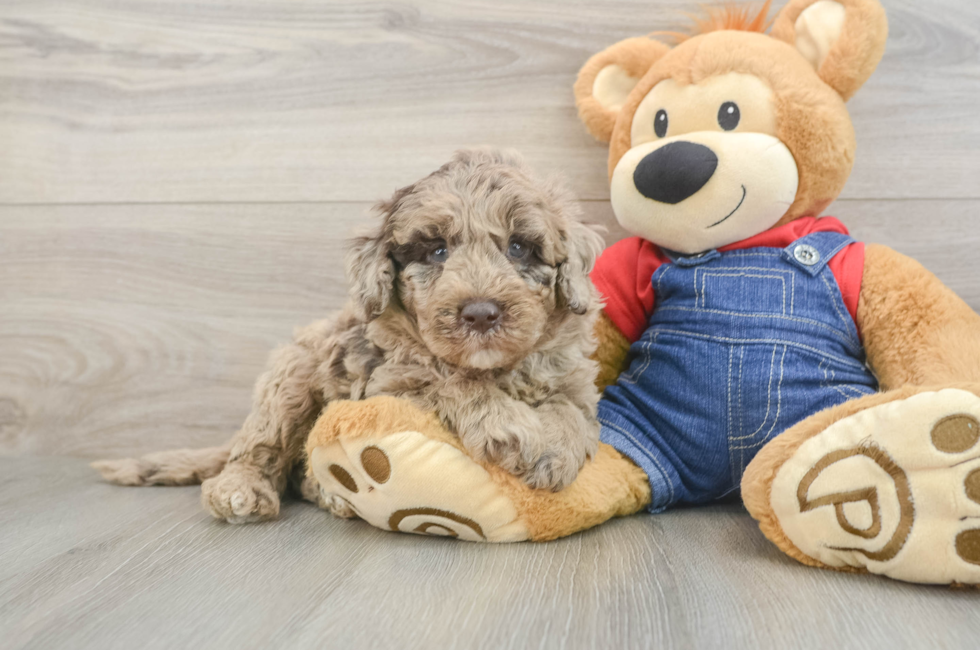 5 week old Mini Goldendoodle Puppy For Sale - Florida Fur Babies