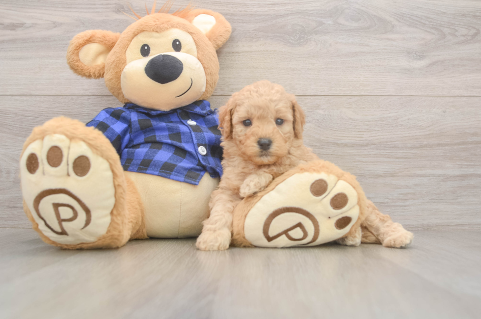 5 week old Mini Goldendoodle Puppy For Sale - Florida Fur Babies