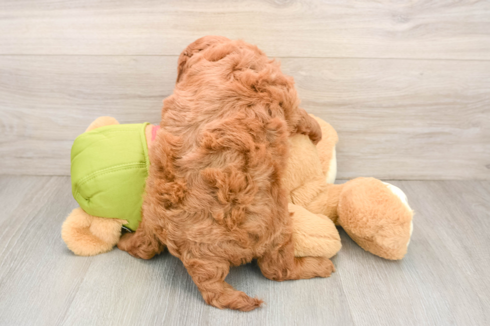 Playful Mini Groodle Poodle Mix Puppy
