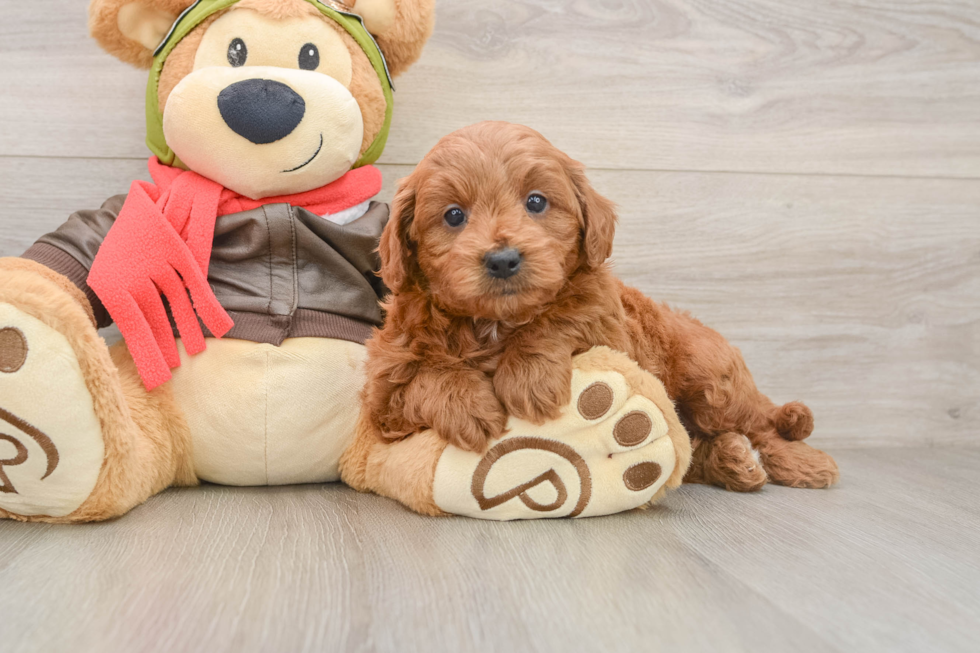 Mini Goldendoodle Pup Being Cute