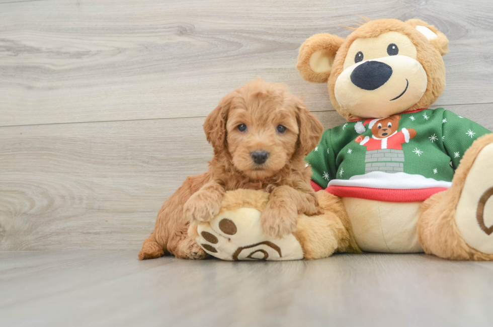 6 week old Mini Goldendoodle Puppy For Sale - Florida Fur Babies