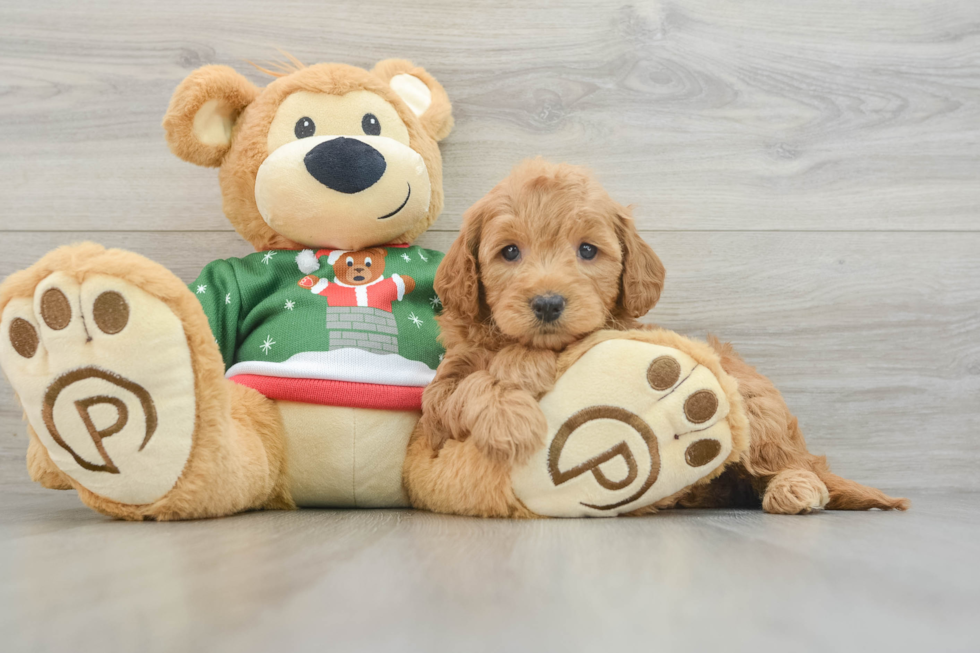 Best Mini Goldendoodle Baby