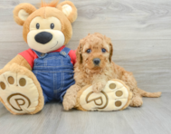 6 week old Mini Goldendoodle Puppy For Sale - Florida Fur Babies