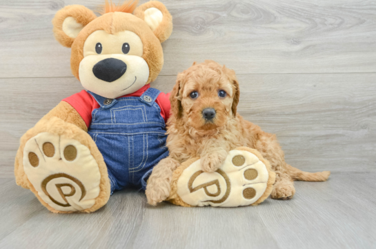 Playful Mini Groodle Poodle Mix Puppy