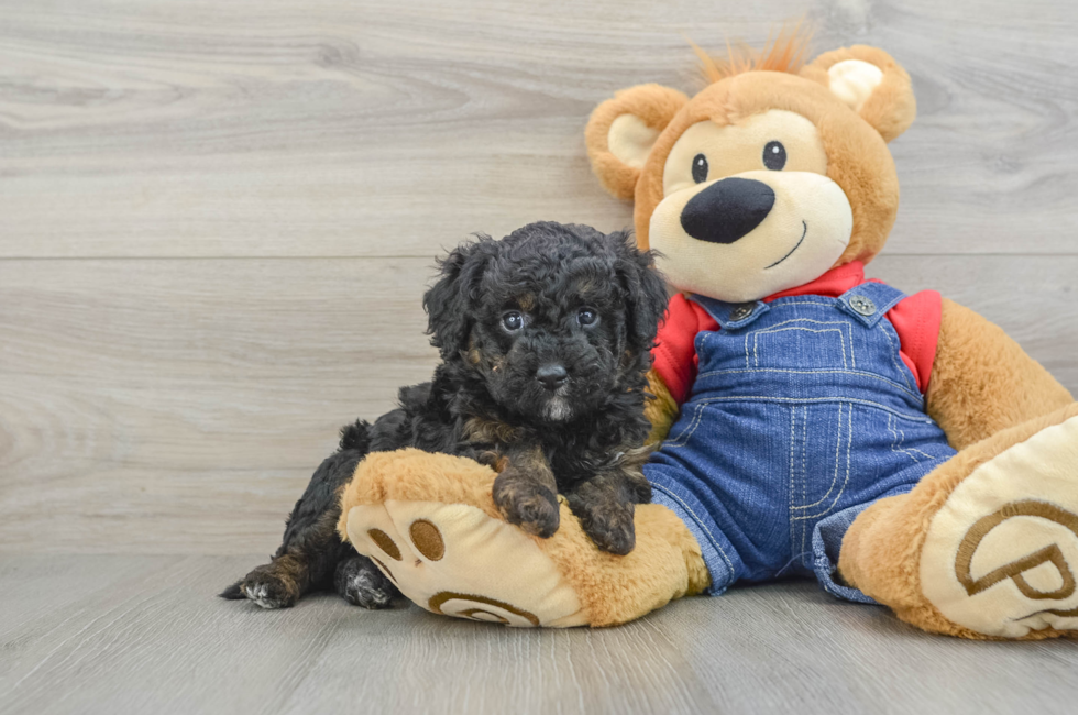 6 week old Mini Goldendoodle Puppy For Sale - Florida Fur Babies